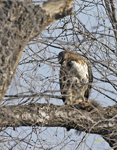 Red tailed Hawk with Squirrel 6995